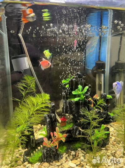 Аквариум