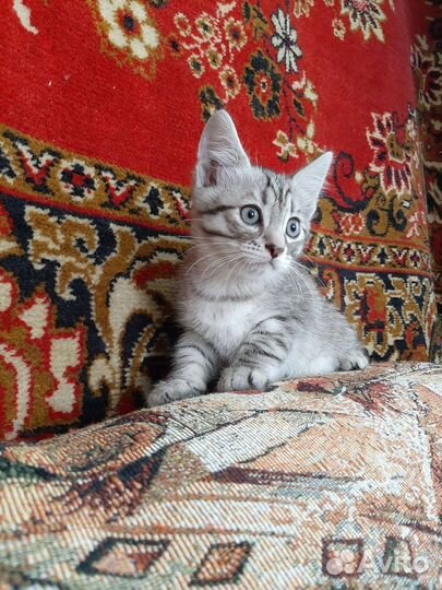 Кошка бесплатно