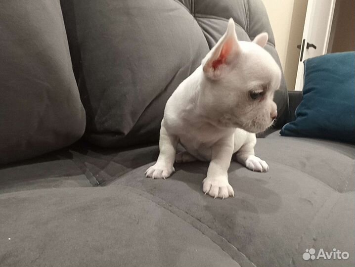 Собаки щенки