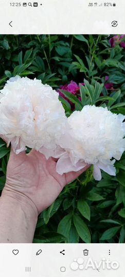 Корни пионов