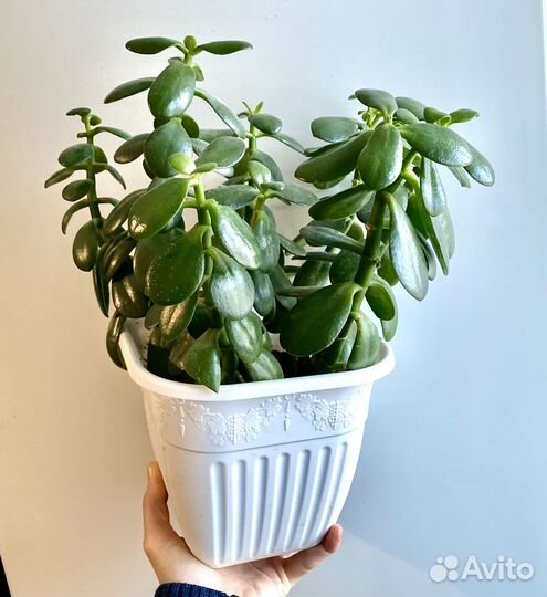 Красула толстянка(денежное дерево )