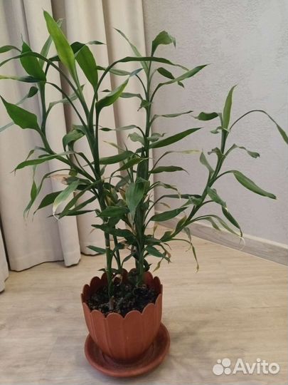 Комнатные цветы драцена