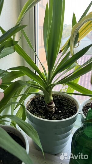 Пальма юкка