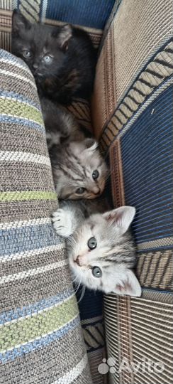 Отдам бесплатно животные