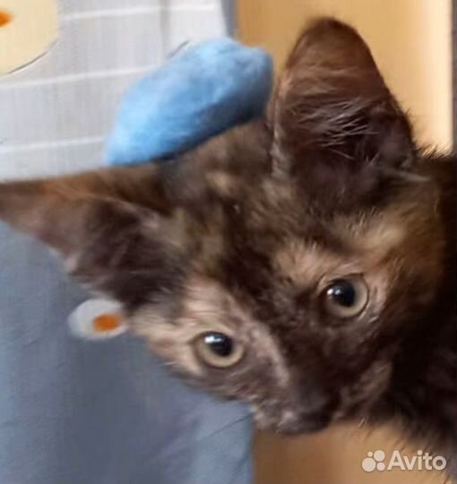 Котята в добрые руки приучены к лотку