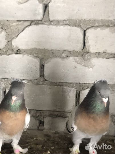 Голуби Такла