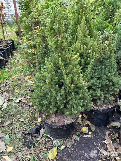 Ель канадская Коника