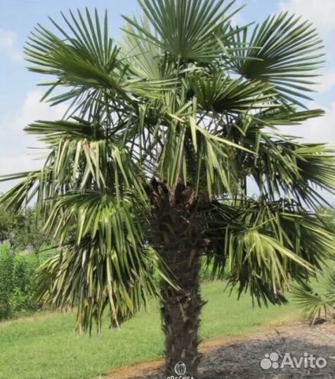 Пальма трахикарпус