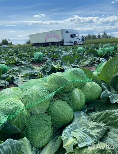 Капуста белокочанная оптом