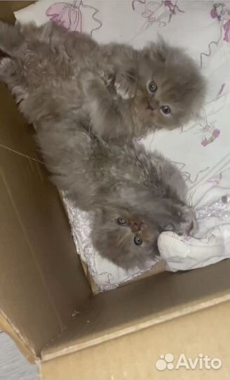 Шотладские котята