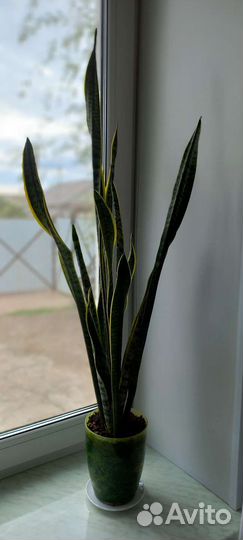 Сансевиерия