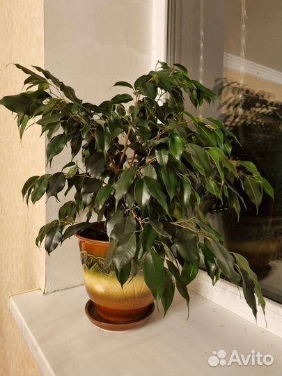 Фикус Бенджамина Даниэль