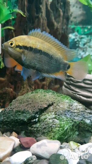 Геротиляпия Мультиспиноза, Хаплохромис василëк