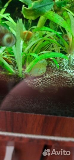 Аквариумные рыбы