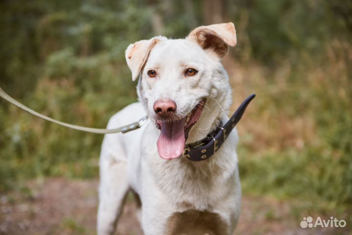 Пес Умка ищет добрых людей