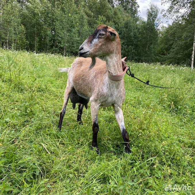 Дойная коза. Нубийская помесь