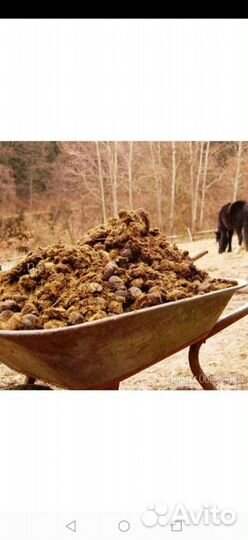 Конский навоз