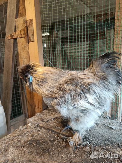 Продам петухов китайские шелковые