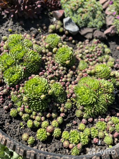 Молодидо (каменная роза)