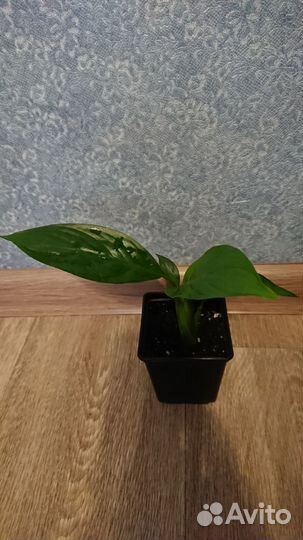 Спатифиллум