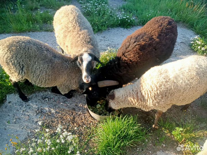 Овцы бараны