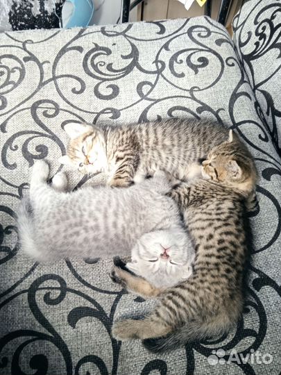 Шотландские котята