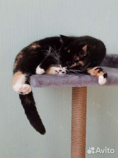Отдам кошку
