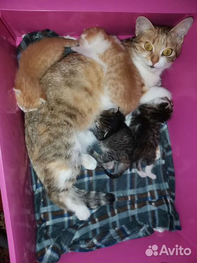 Котята в добрые руки