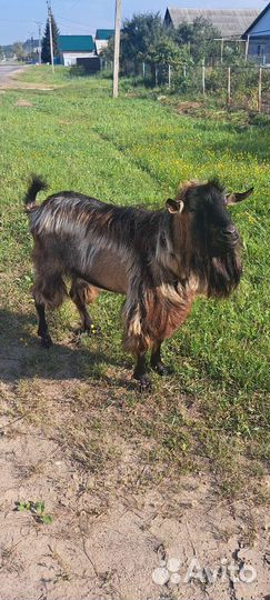 Козёл для покрытия. Продаю зааненских коз