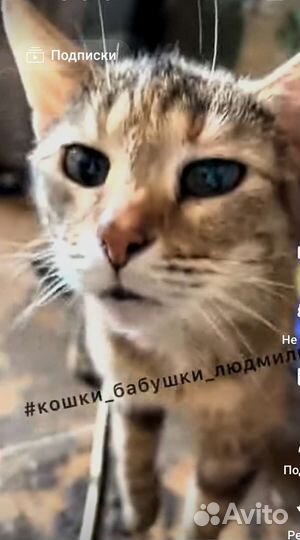 От нежной Луны останется скоро одна лишь тень