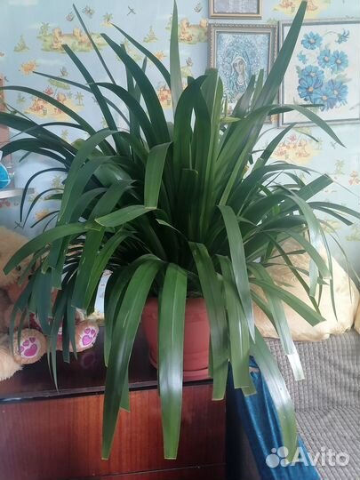 Комнатные цветы