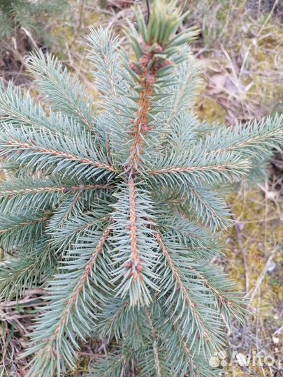 Саженцы ель голубая