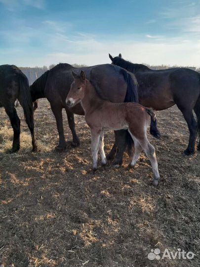 Кобылы с жеребятами