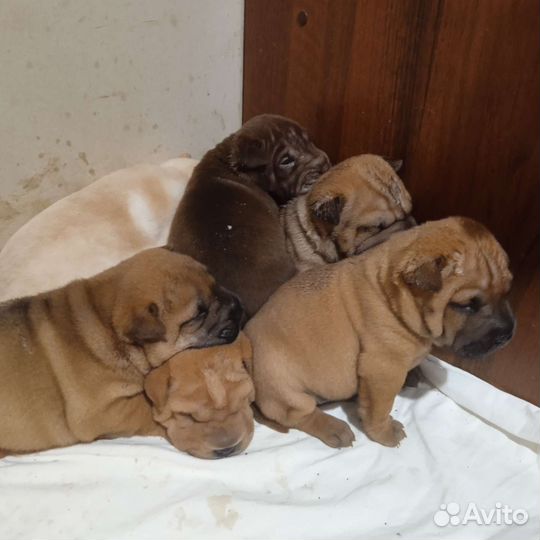 Щенки мини шарпея