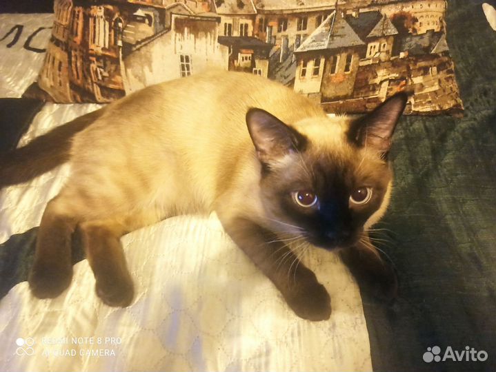 Тайский кот вязка