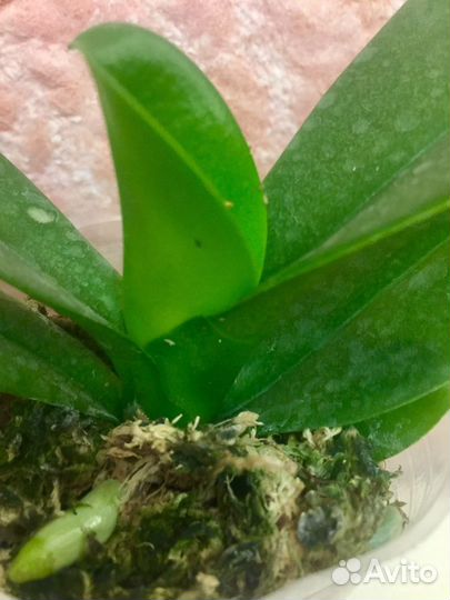 Орхидея дикий кот