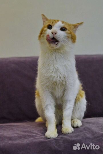 Рыжий кот в дар