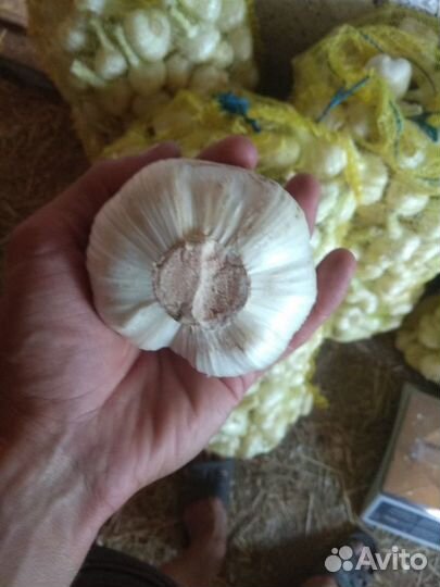 Чеснок, Рокамболь, Любаша, Комаров, Шалоты