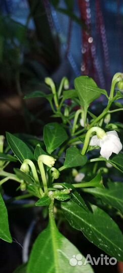 Комнатные перчики