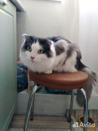 Котики бесплатно в добрые руки