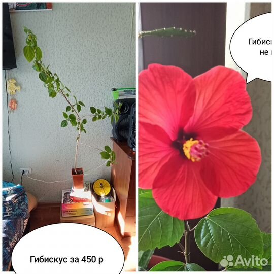 Комнатные растения