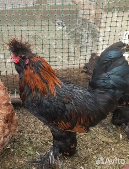 Павловский петух