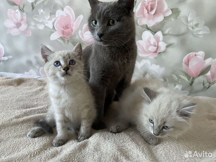 Отдам котиков в добрые руки(бесплатно)