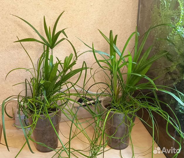 Цветочная композиция 3 в 1