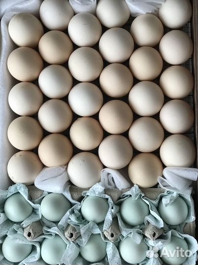 Инкубационное яйцо. Петухи. Индюшата