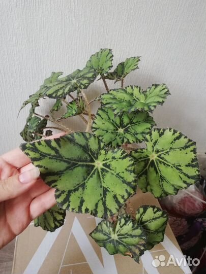 Бегония тигровая