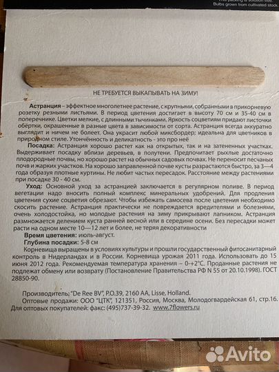Астранция (Звездовка)
