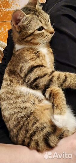 Европейская