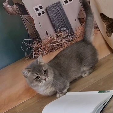 Китайский Танк, взрослый кот