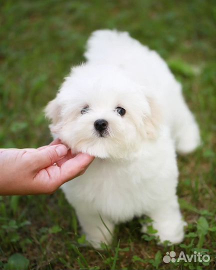 Мальтезе мини мальчик и мальчик стандарт